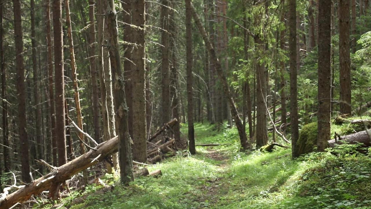 Cozy Stuga - Mountain View Ramsele 외부 사진